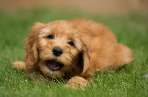 4 Pet-Friendly Places in Vacaville